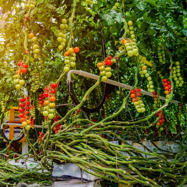 ripe-tomatoes-growing-on-vines-in-a-greenhouse-2026-01-11-09-29-01-utc